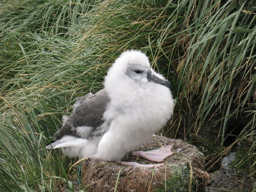 Baby Albatross Chick