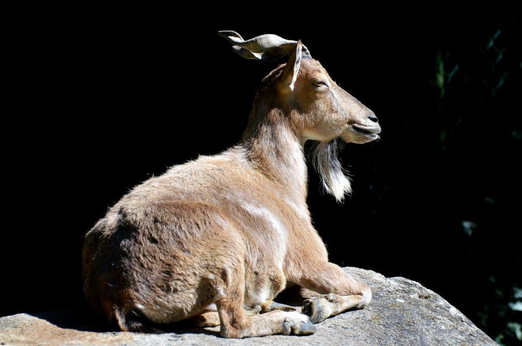 Markhor or Screw horn goat
