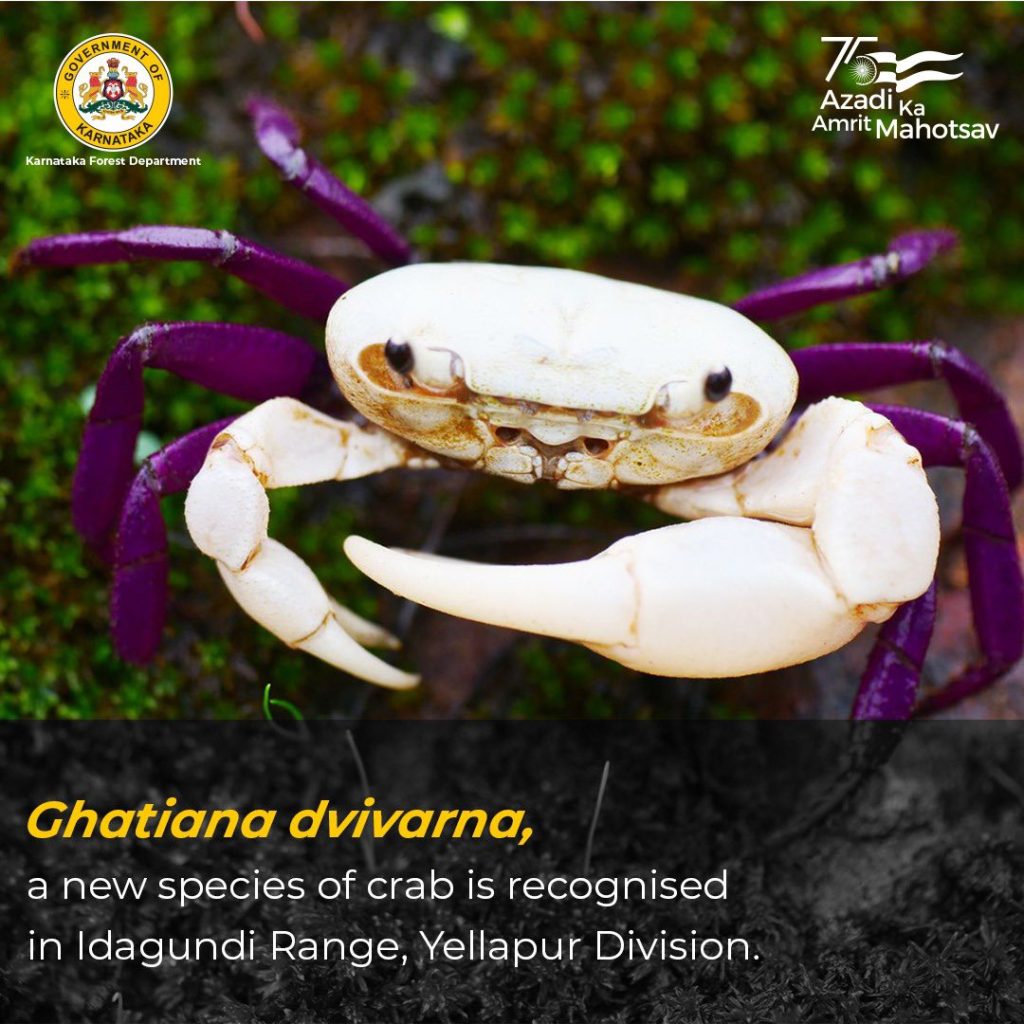 Ghatiana dvivarna, a new species of crab is recognised in Idagundi Range, Yellapur Division. 