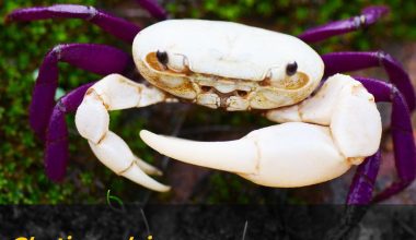 Ghatiana dvivarna, a new species of crab is recognised in Idagundi Range, Yellapur Division.