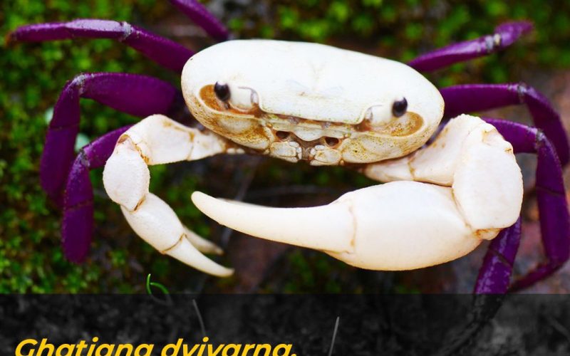 Ghatiana dvivarna, a new species of crab is recognised in Idagundi Range, Yellapur Division.