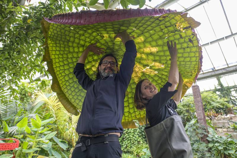 A giant water lily at Kew Gardens in West London has been identified as a new species after growing to 3 metres in diameter.