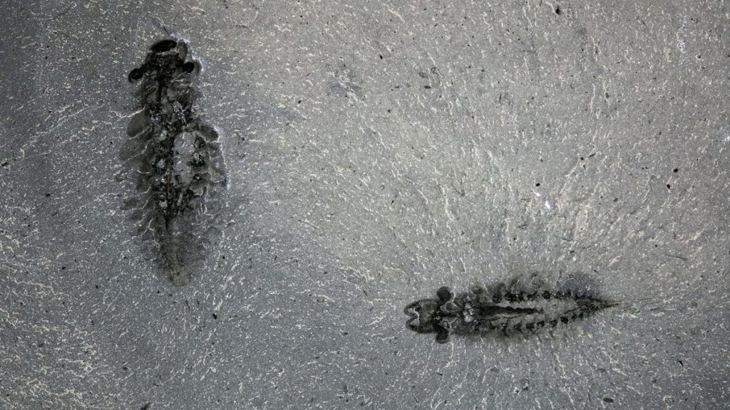 A pair of fossil specimens of Stanleycaris hirpex, specimen ROMIP 65674.1-2