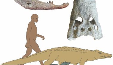 Researchers led by the University of Iowa have discovered two new species of crocodiles that roamed parts of Africa between 18 million and 15 million years ago and preyed on human ancestors.