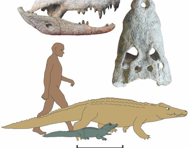 Researchers led by the University of Iowa have discovered two new species of crocodiles that roamed parts of Africa between 18 million and 15 million years ago and preyed on human ancestors.