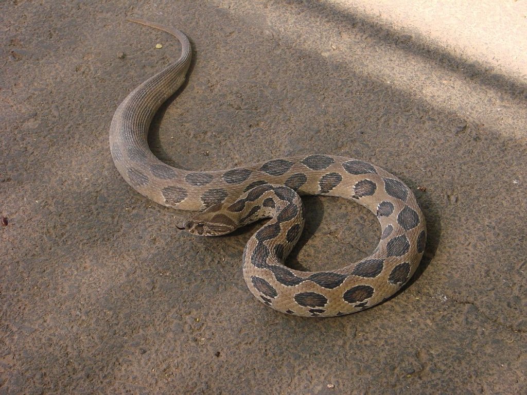 Russell’s Viper