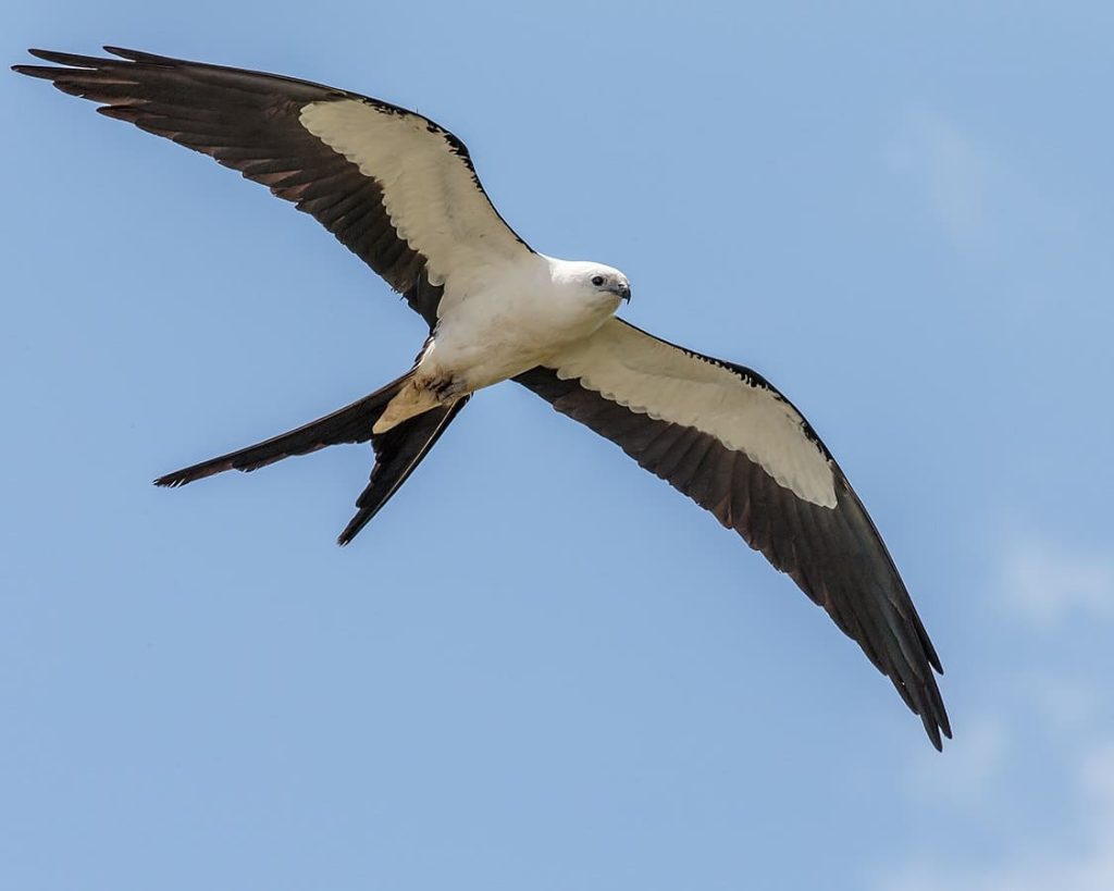 Swallow-Tail Kite