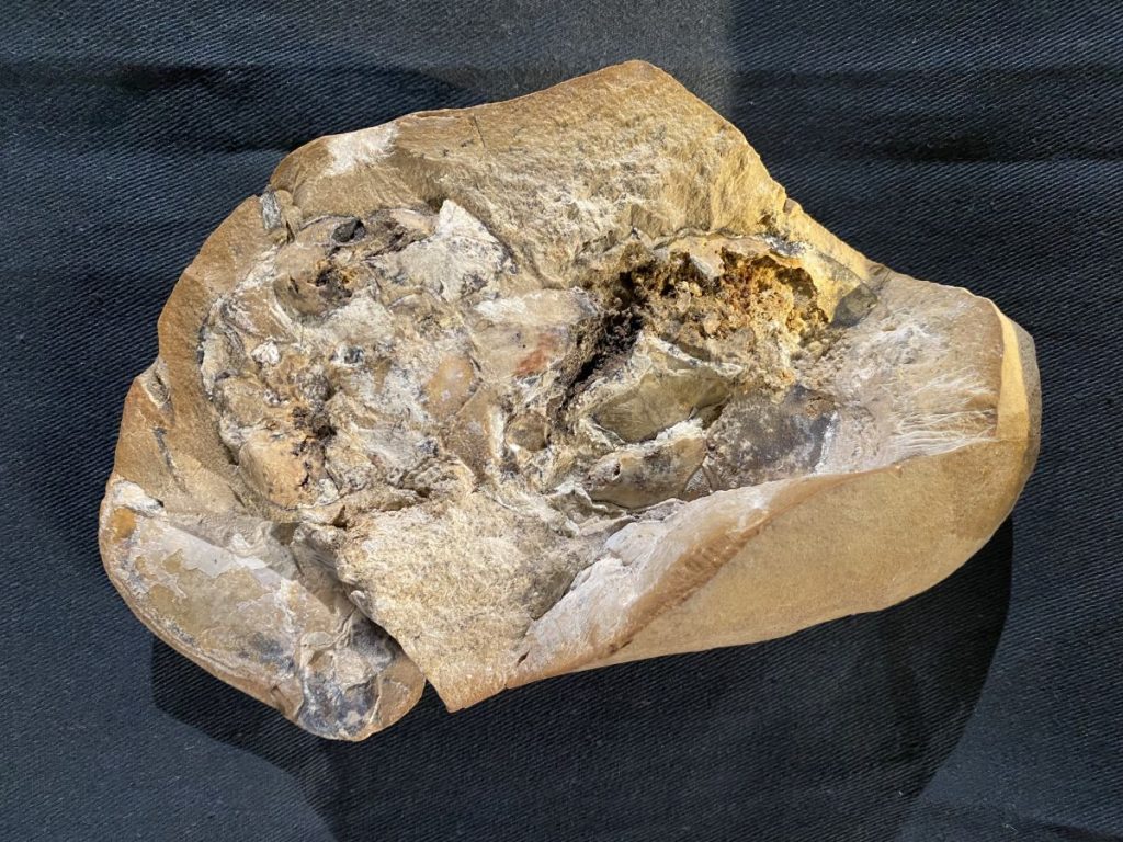  This is the fossil in which an almost perfect, three-dimensional arthrodire heart was found. (Yasmine Phillips/Curtin University)