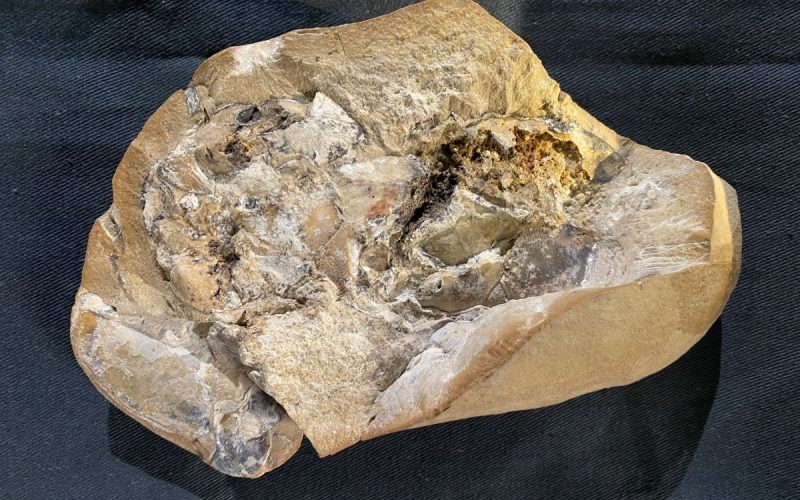 This is the fossil in which an almost perfect, three-dimensional arthrodire heart was found. (Yasmine Phillips/Curtin University)