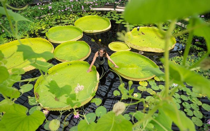 World’s biggest water lily species discovered at Kew Gardens