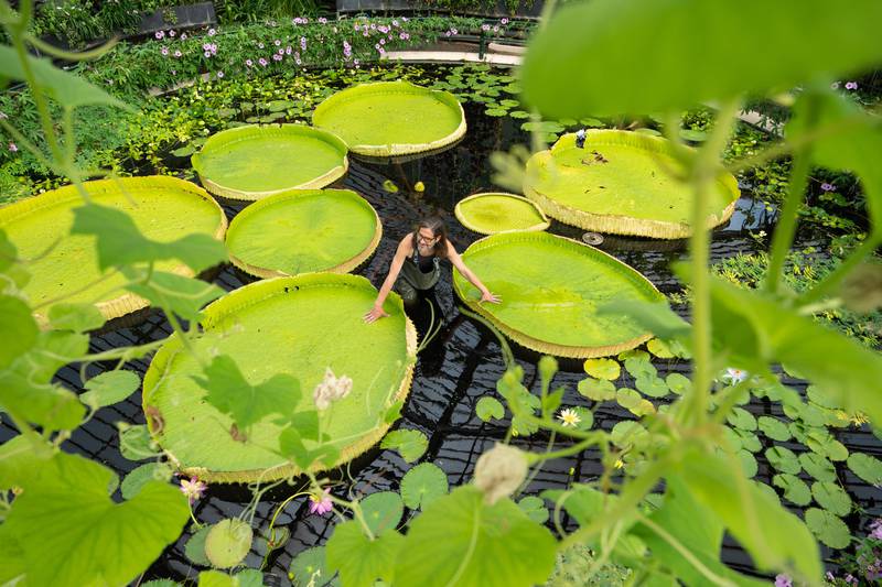 World’s biggest water lily species discovered at Kew Gardens