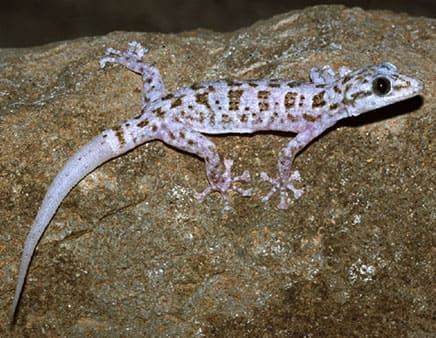 Xantus leaf-toed Gecko