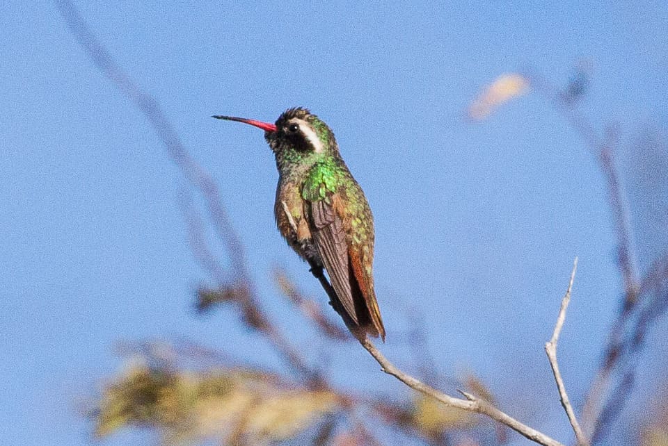 Xantus’s hummingbird