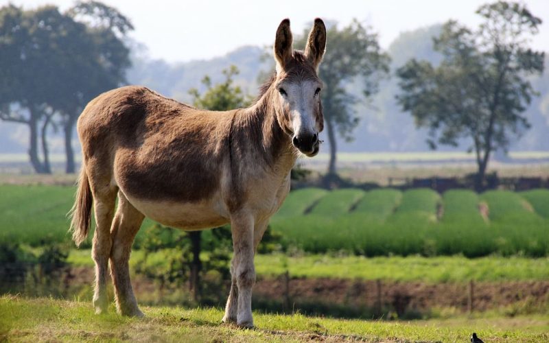donkey farm