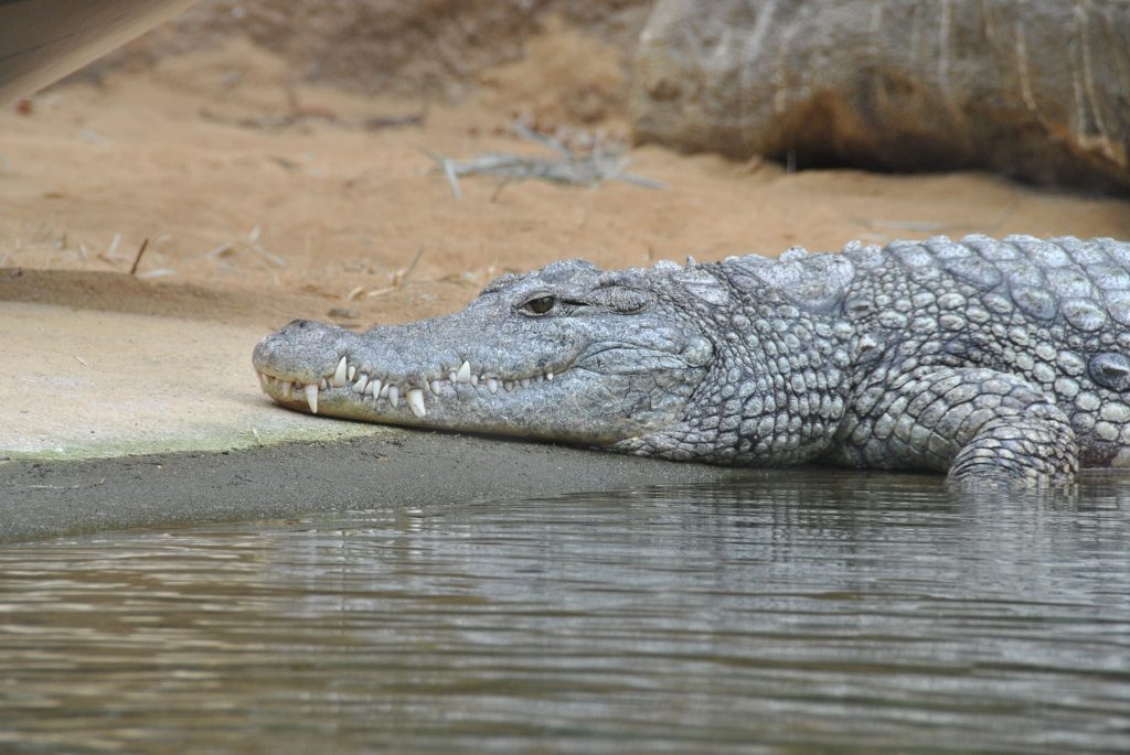 A Crocodile Resting on the Shore