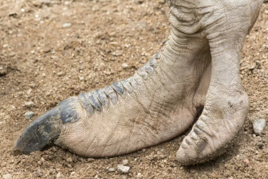 A file photo of an ostrich foot. Ornithomimosaurs likely held a similar position on the food chain to ostriches and emus.