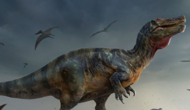 According to the same report, these dinosaurs were universally small-bodied, weighing approximately 26 pounds.