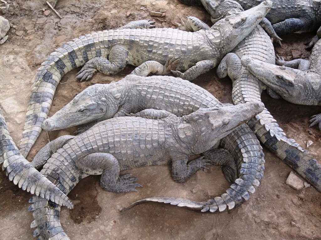 Alligators in Cambodia