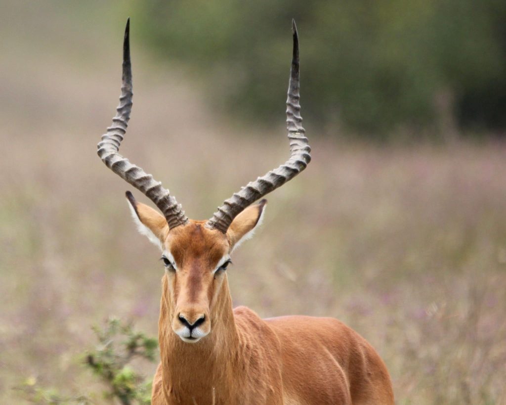 Antelopes at Lake Nakuru National Park. Kenya