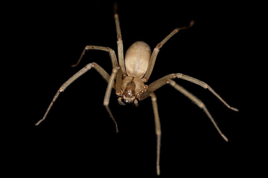 Brown recluse spider