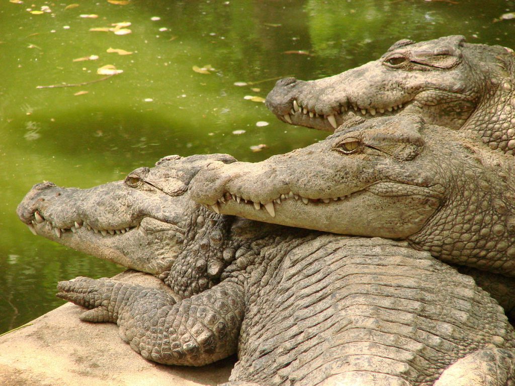 Crocodiles at Crocodile Bank