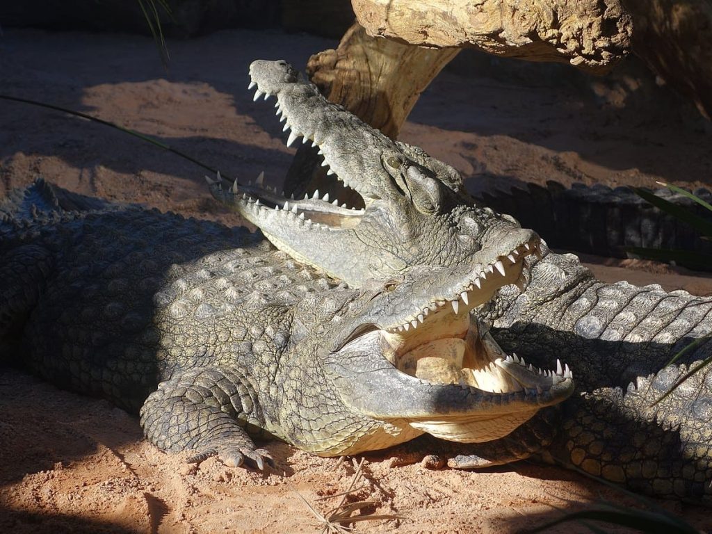 Crocodiles resting together