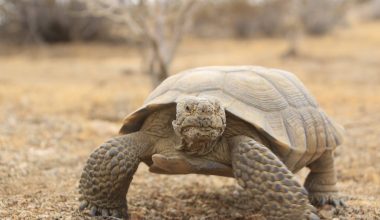 Desert Tortoise in the Mojave Desert