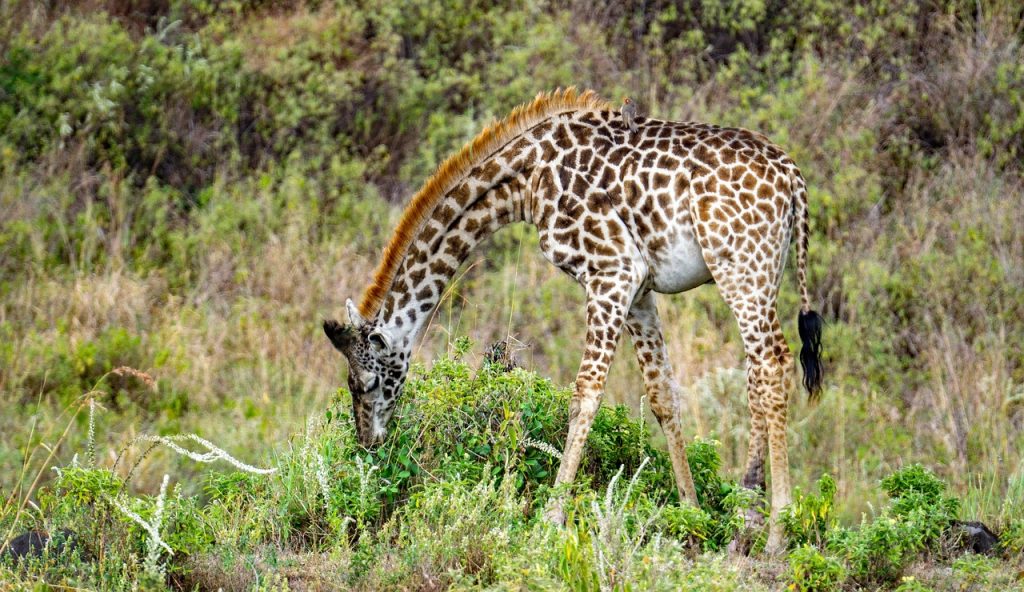 Giraffe Fauna