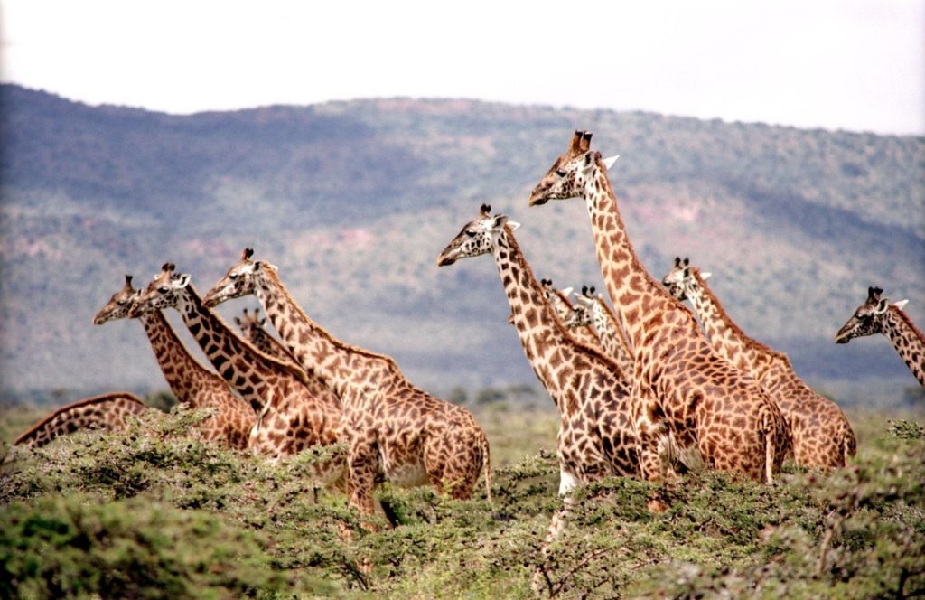 Group of giraffe running in forest