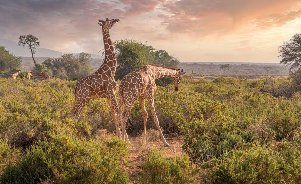 Giraffe in Nature Reserve