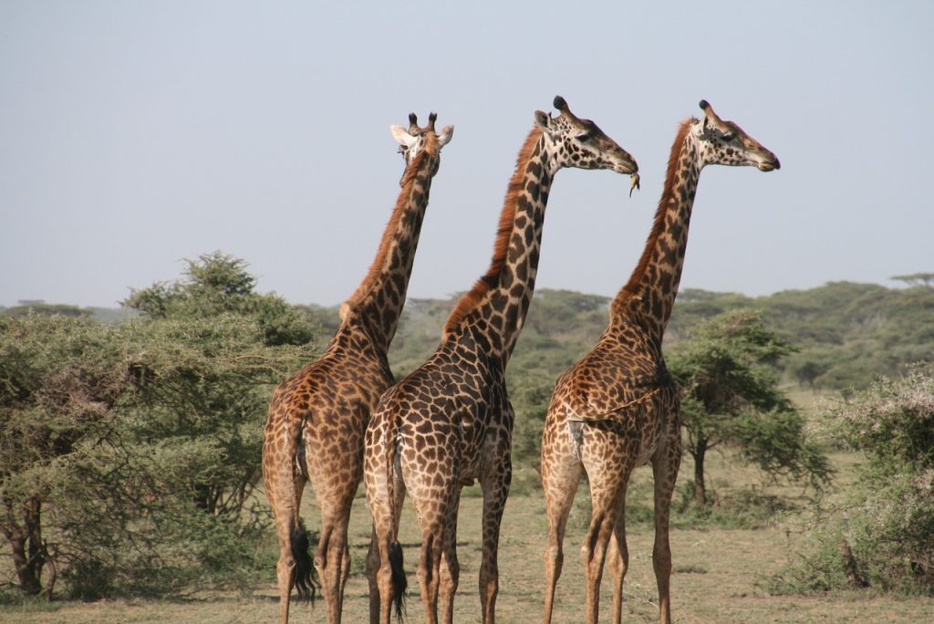 Group of giraffes standing together