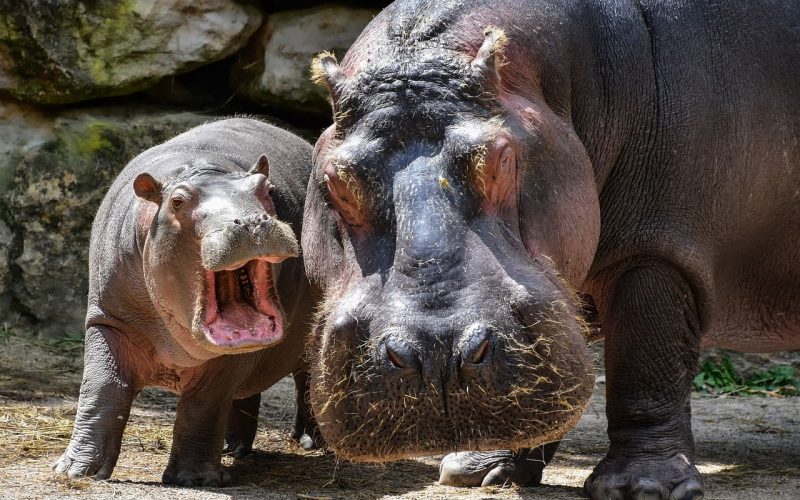 Hippopotamus with baby