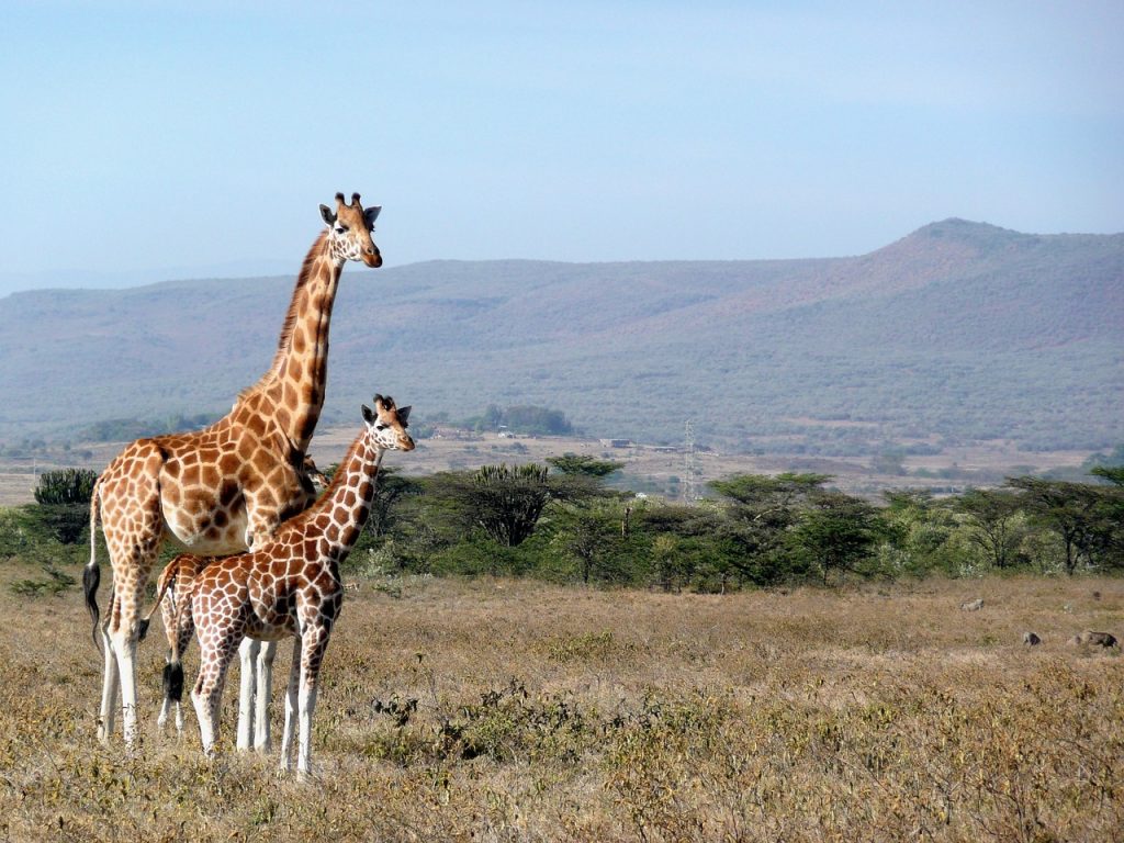 Long neck Giraffe