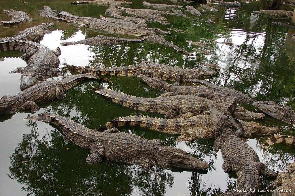 Lots of crocodiles