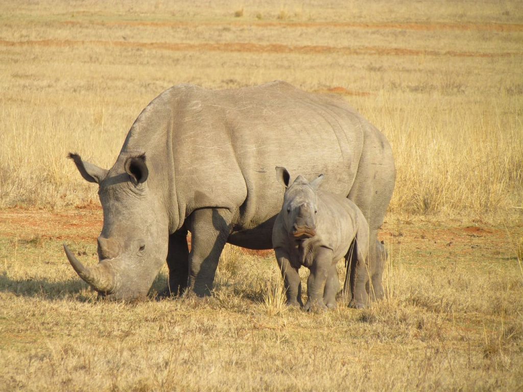 Rhinoceroses with baby in Africa