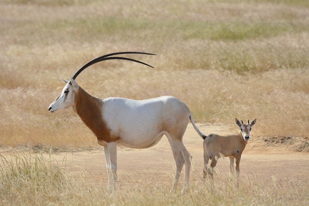 Scimitar-Horned-Oryx
