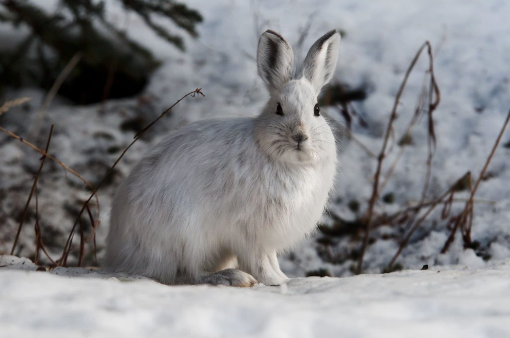 Snowshoe Hares