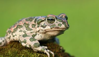 Toad close up