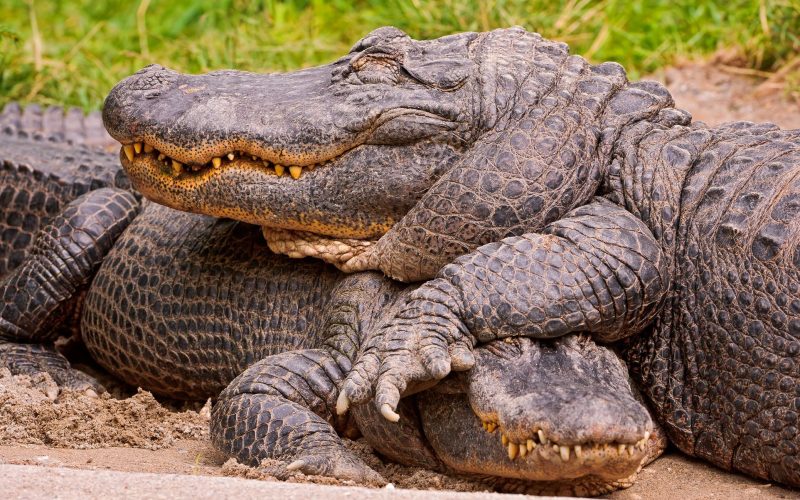 Two cute alligators