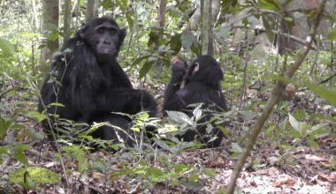Rainforest chimpanzees from the Waibira community of East African Chimpanzees in Uganda by Hella Péter