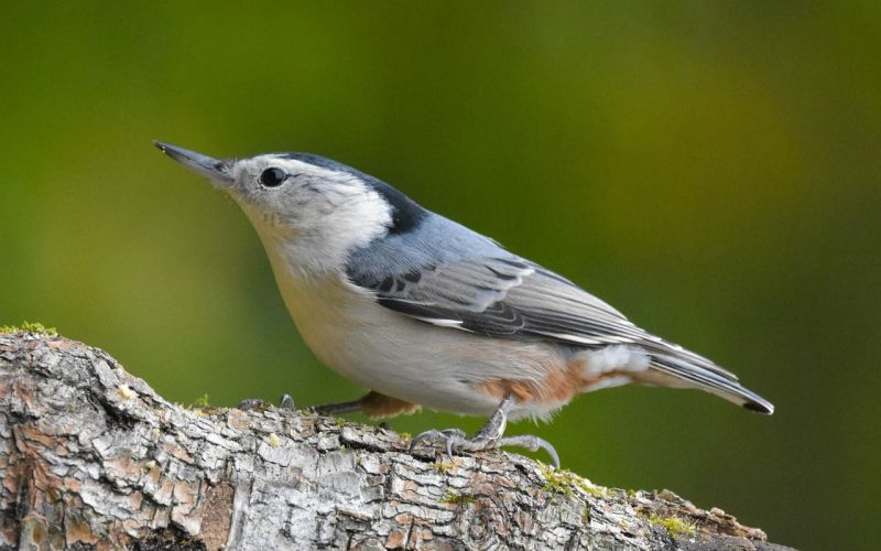 White-Breasted Nuthatch 