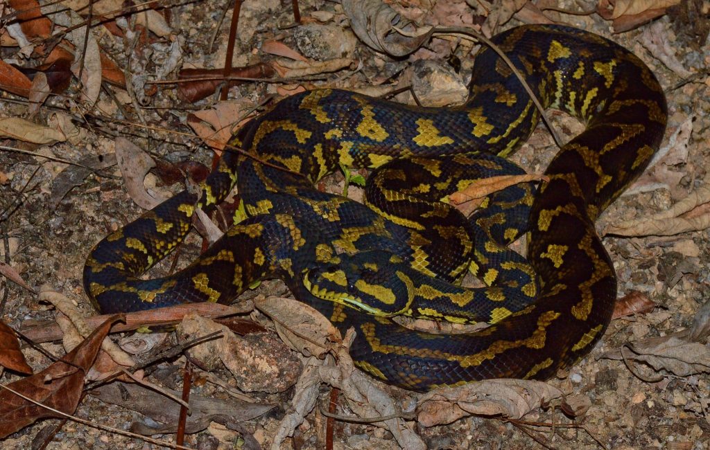 Wild Carpet Python