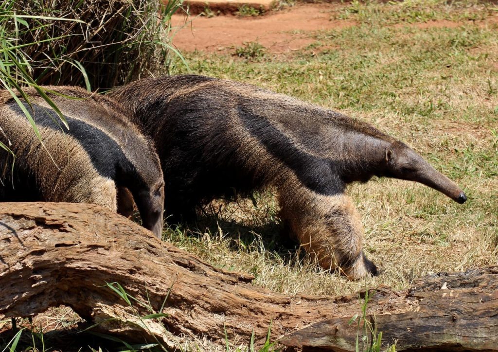 anteater in forest