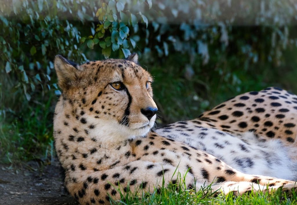Cheetah predator