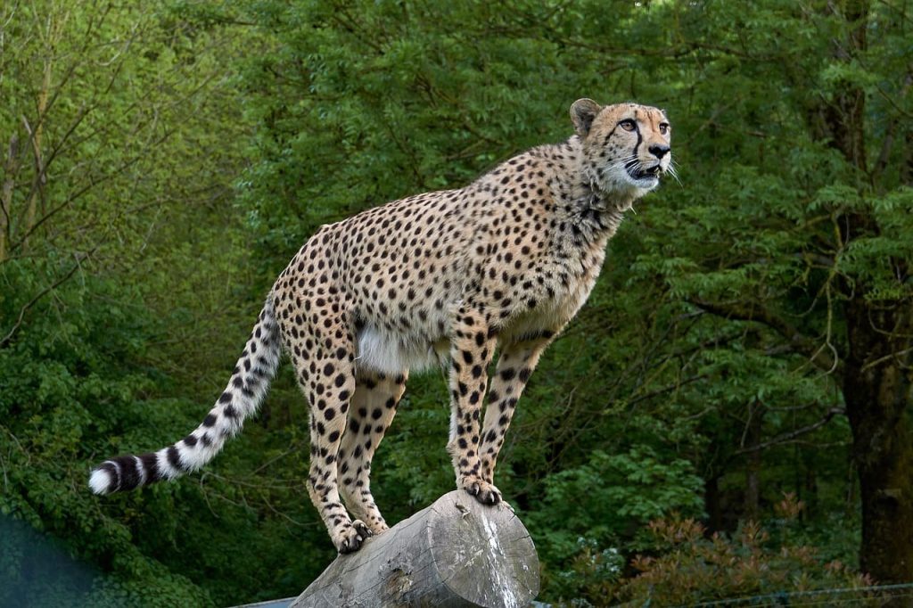 Cheetah wild cat