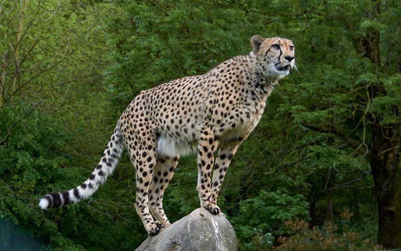 Cheetah wild cat