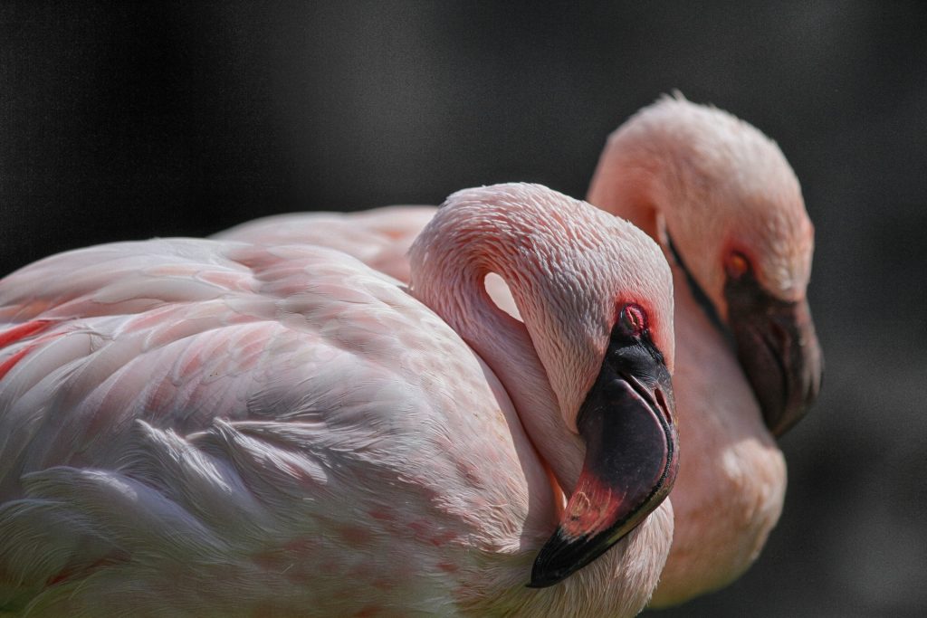 flamingo beak