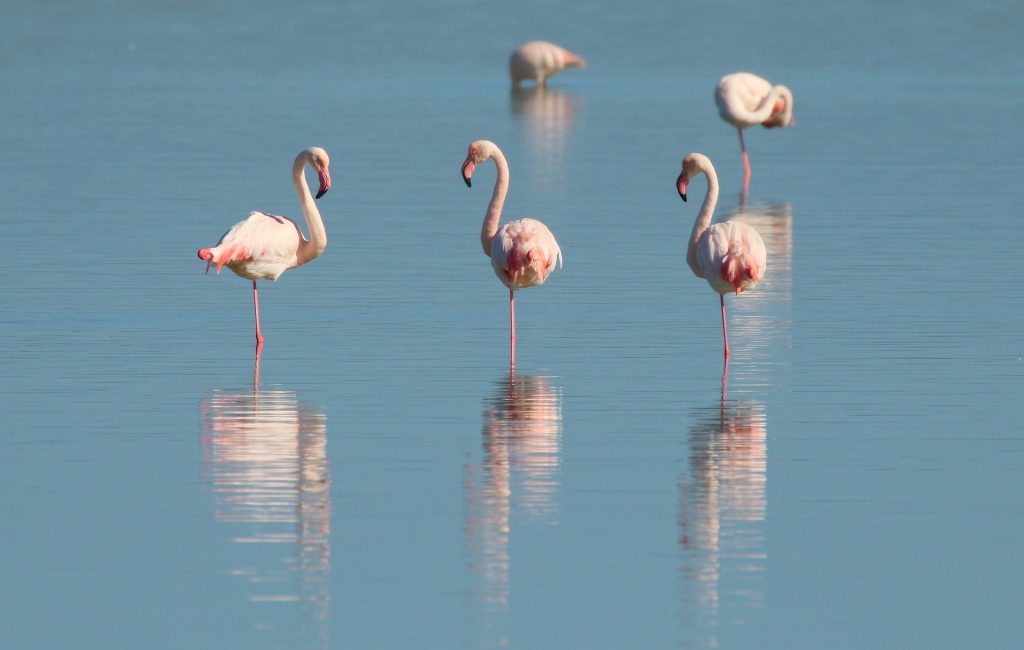 flamingo exotic birds
