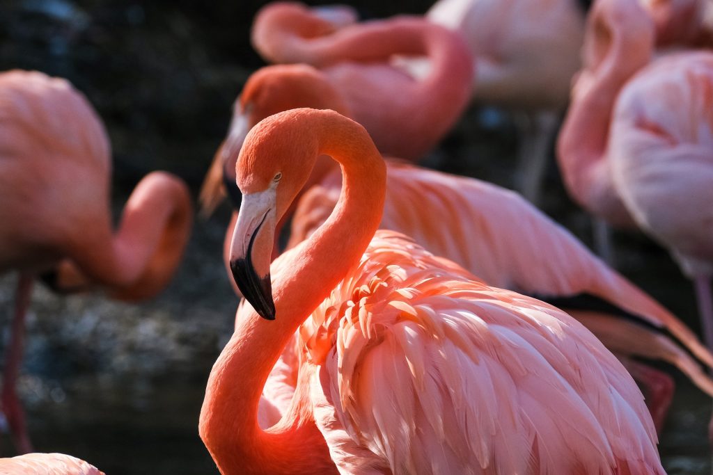 flamingo wading bird