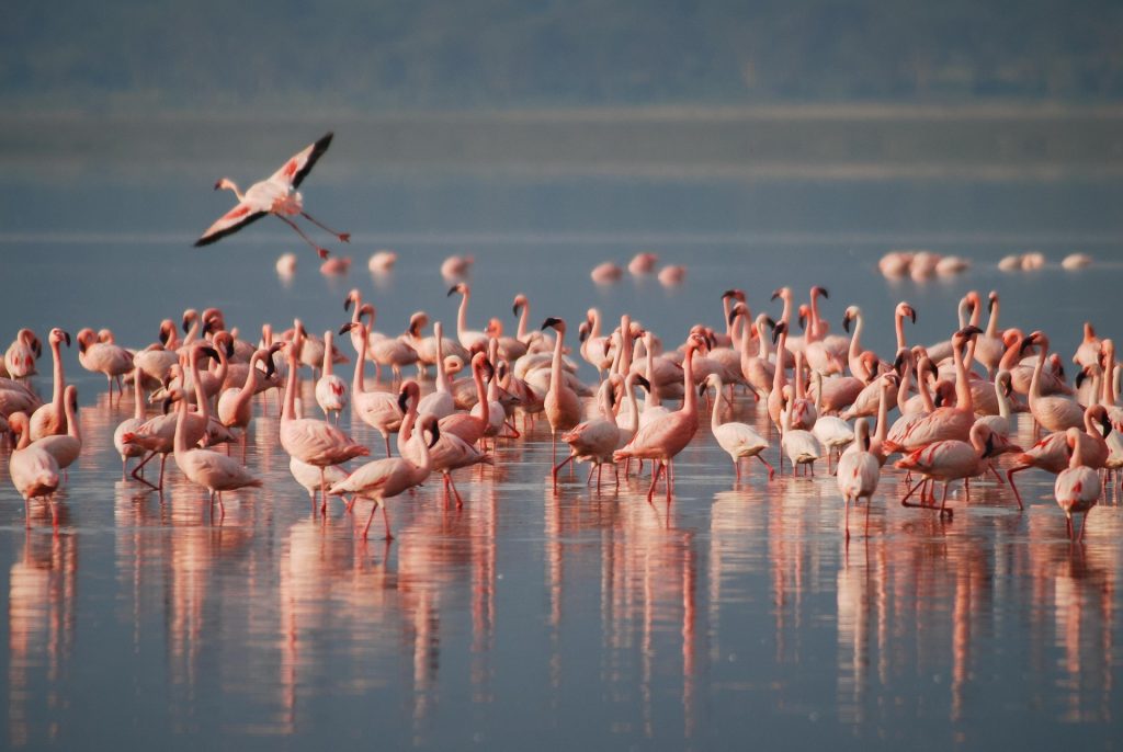 flamingos colonies